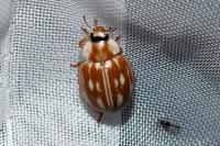 Myzia oblongoguttata