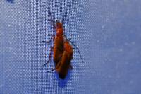 Rhagonycha fulva