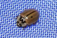 Aphidecta obliterata
