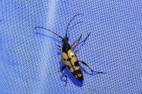 Rutpela maculata