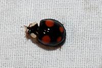 Harmonia axyridis