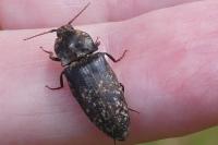 Agrypnus murinus