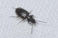 Bembidion lunulatum