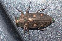 Chrysobothris affinis