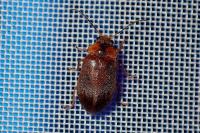 Microcara testacea
