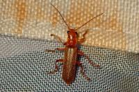 Cantharis