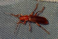 Cantharis