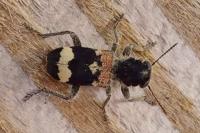 Clerus mutillarius