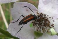 Stenurella melanura