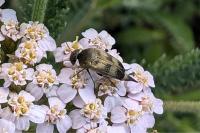 Variimorda villosa