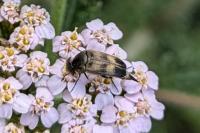 Variimorda villosa