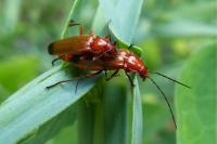 Rhagonycha fulva