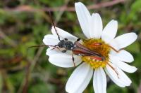 Stenopterus rufus
