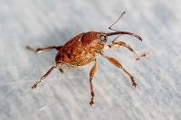 Curculio pellitus