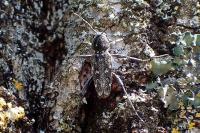 Xylotrechus rusticus