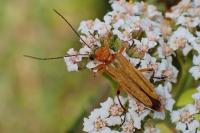 Oedemera podagrariae