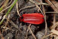 Pyrochroa coccinea