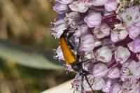 Stictoleptura fulva