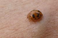 Subcoccinella vigintiquatuorpunctata