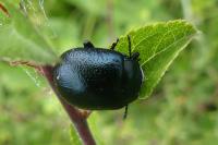 Chrysolina fuliginosa