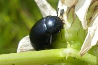 Chrysolina fuliginosa