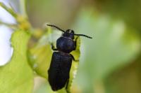 Spondylis buprestoides