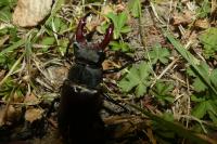 Lucanus cervus