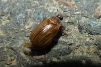 Amphimallon solstitiale