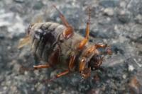 Amphimallon solstitiale