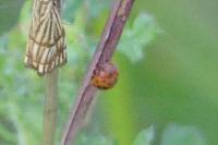 Subcoccinella vigintiquatuorpunctata