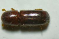 Xyleborus dryographus