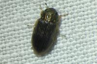 Helophorus