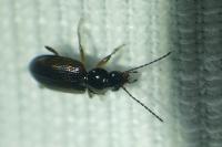 Bembidion lunulatum