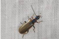 Rhagonycha nigriventris