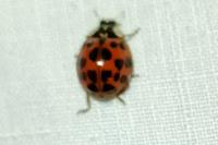 Harmonia axyridis