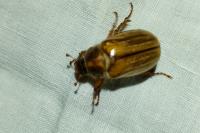 Amphimallon solstitiale