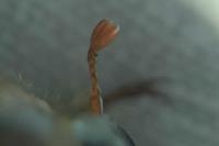 Amphimallon solstitiale