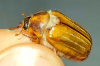 Amphimallon solstitiale