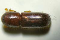 Xyleborus dryographus