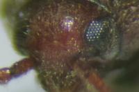 Aulonothroscus brevicollis