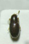 Octotemnus glabriculus