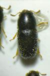 Sulcacis fronticornis