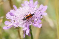 Stenurella melanura