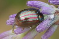 Chrysolina americana