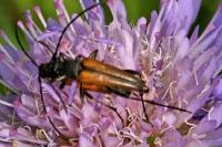 Stenurella melanura