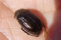 Amphimallon atrum