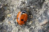 Hippodamia variegata