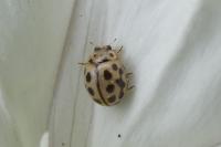 Tytthaspis sedecimpunctata