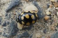 Coccinula quatuordecimpustulata