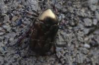 Potosia cuprea